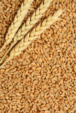 Wheat 20kg